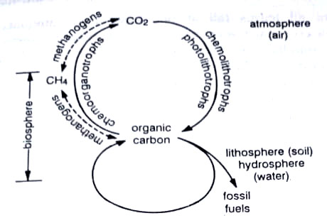 A simplified carbon cycle